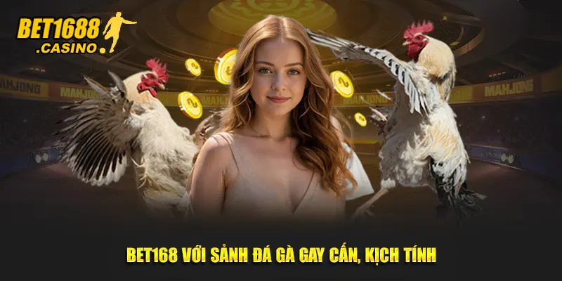 Bet168 với sảnh đá gà gay cấn, kịch tính