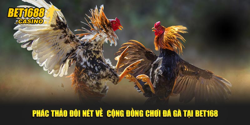 Phác thảo đôi nét về cộng đồng chơi đá gà tại Bet168